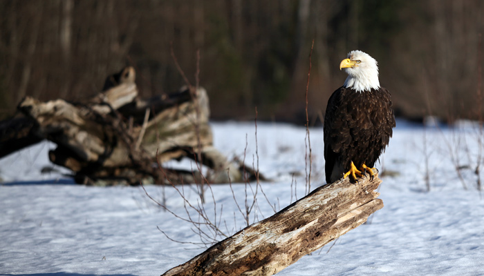 Eagle Watching