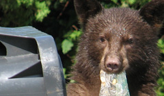 3.13.1 BearInitiative