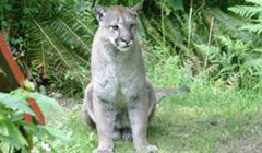 3.13.2 CougarAwareness