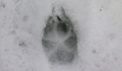3.13.3 CoyoteAwareness