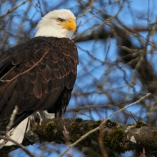 Eagles