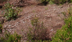 InvasiveSpecies