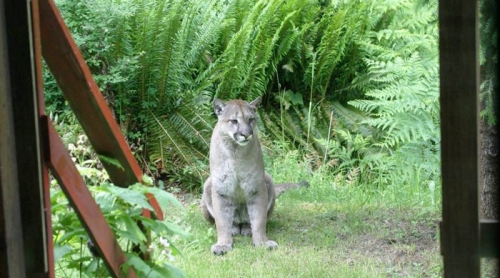 3.13.2 CougarAwareness.01
