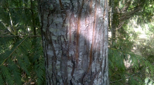 COUGAR CLAW MARKS GOLF COURSE