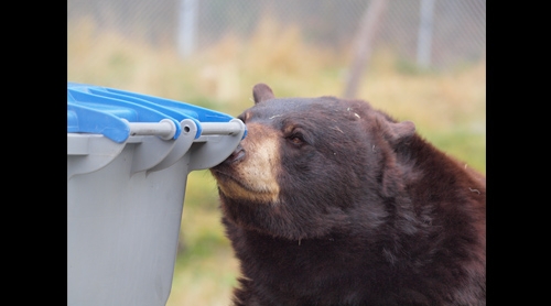 bear10