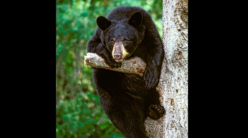 bear12