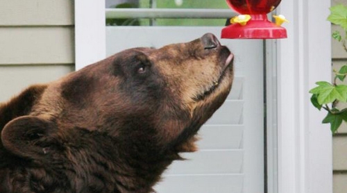 bear6