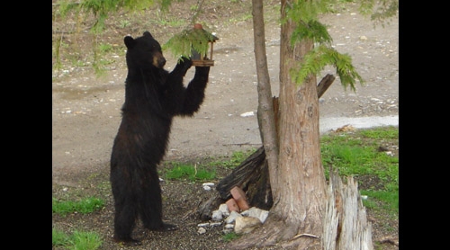 bear8