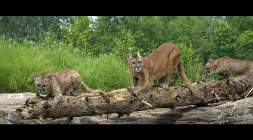 cougar4