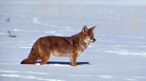 coyote2