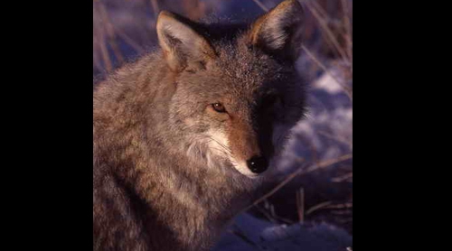 coyote4