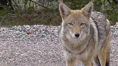 coyote6