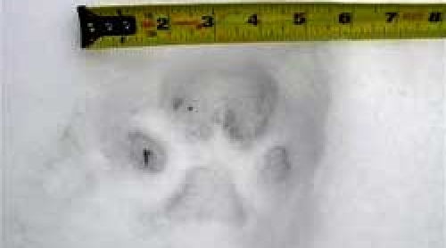 snow paw print