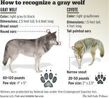 220px USFWS How to recognise a gray wolf