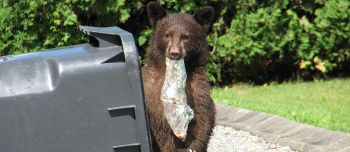 bear with garbage3