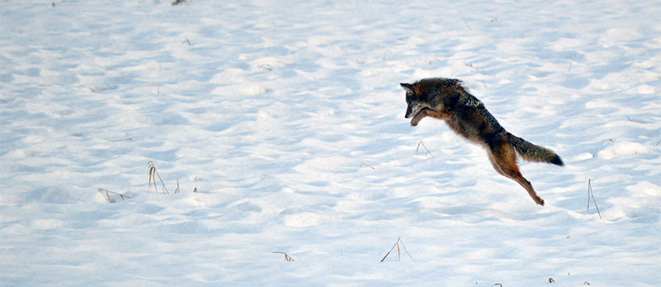 Coyotes can hear a mouse under 20 cm of snow