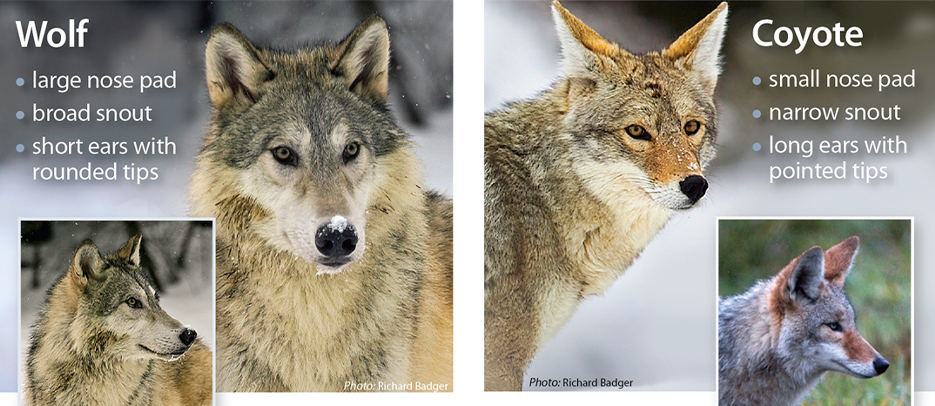 Differences between wolves and coyotes
