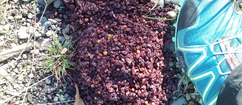 Bear Scat with Elderberry Seeds.
