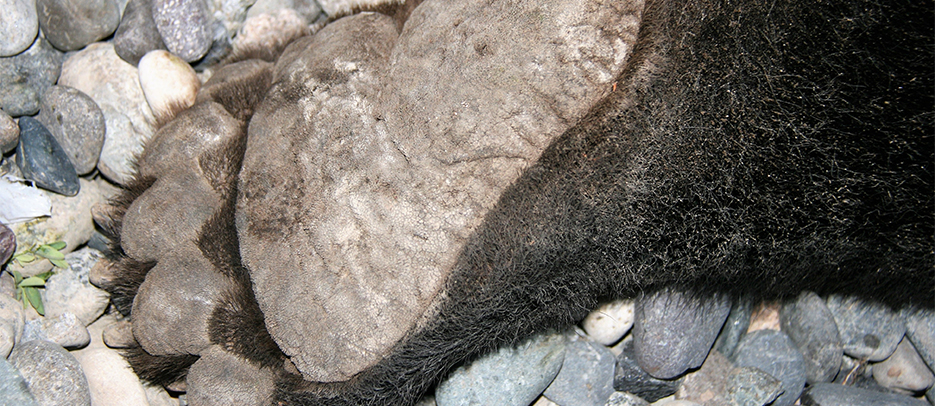 Grizzly bear rear paw - bears are plantigrade and walk flat footed