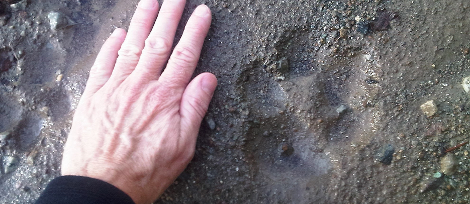 Cougar paw print. Note no claw marks as cougars retract claws when walking.