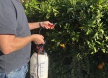 man spraying an orange tree in the garden using a hand held sprayer and using an organic pesticide t20 mLGV0n